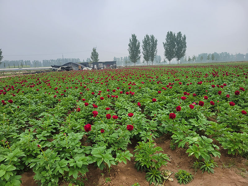 芍藥基地